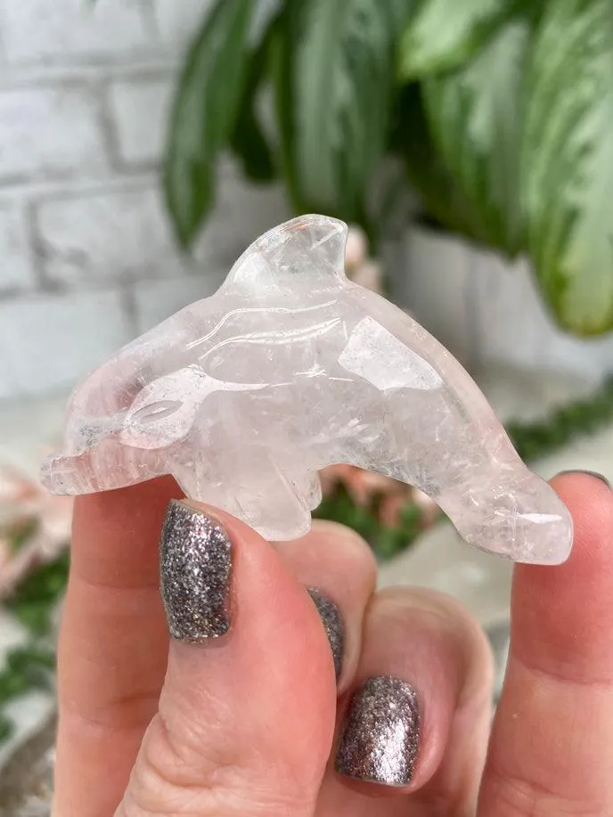 Dolphin Crystals