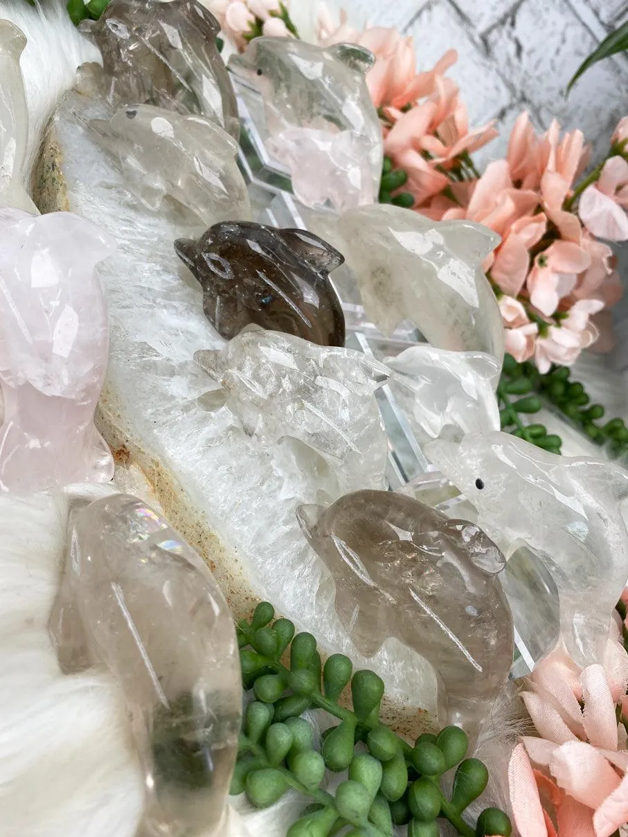 Dolphin Crystals