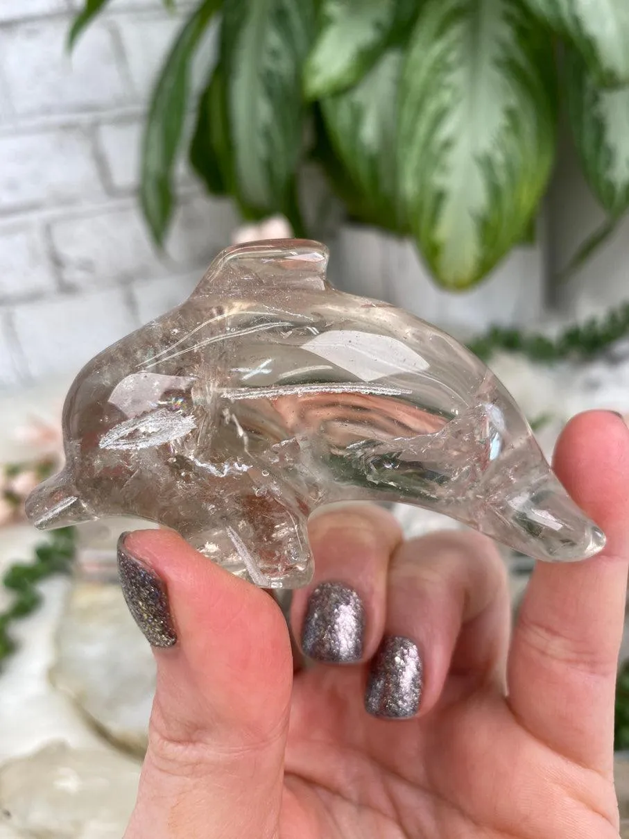 Dolphin Crystals