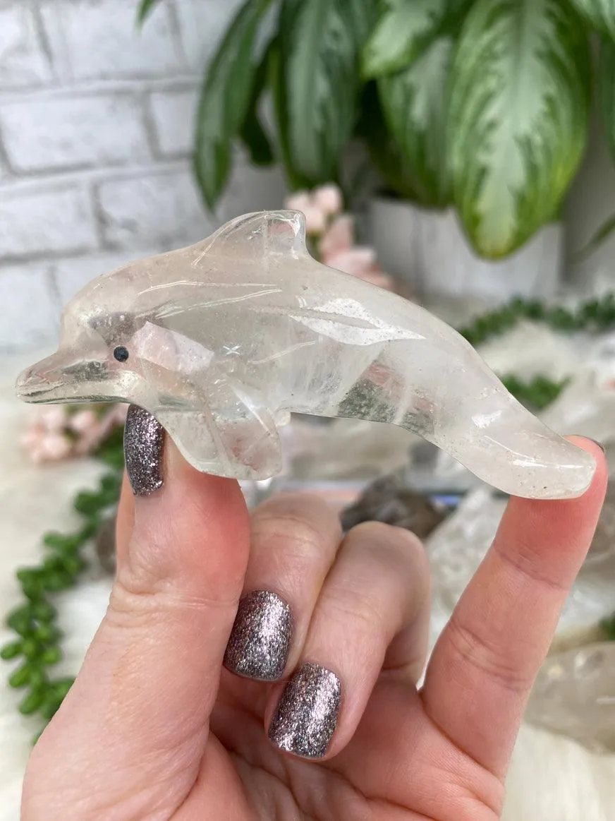 Dolphin Crystals