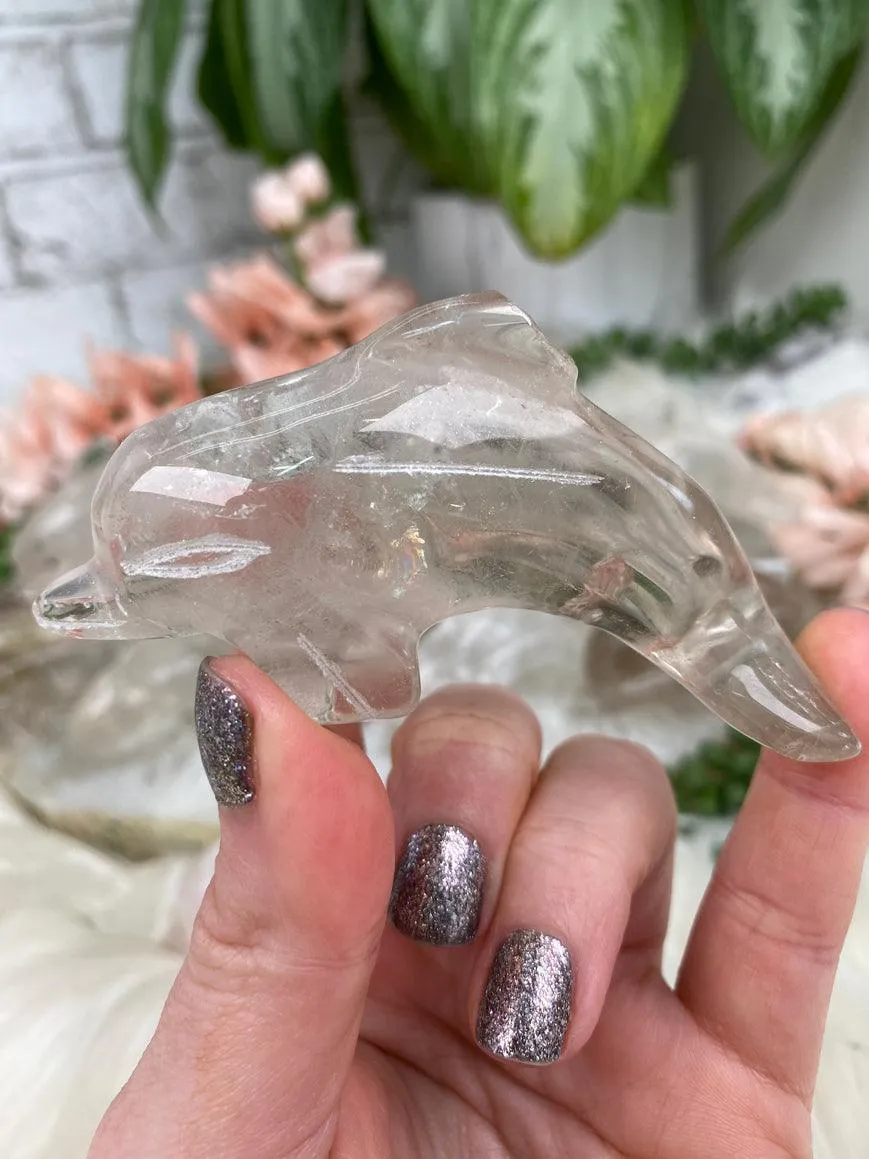Dolphin Crystals