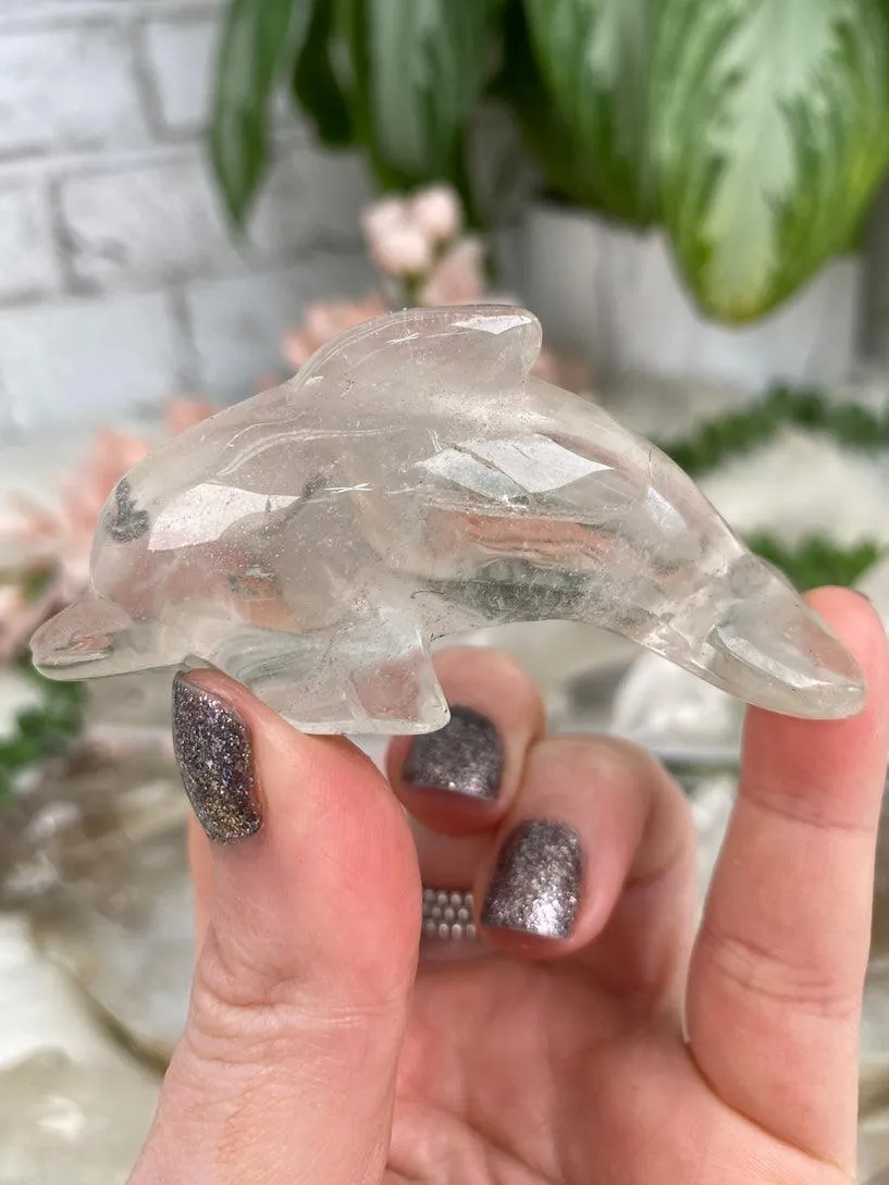 Dolphin Crystals