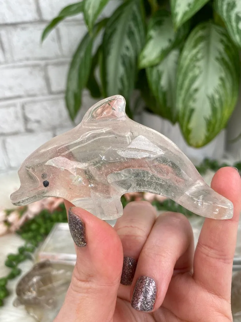 Dolphin Crystals
