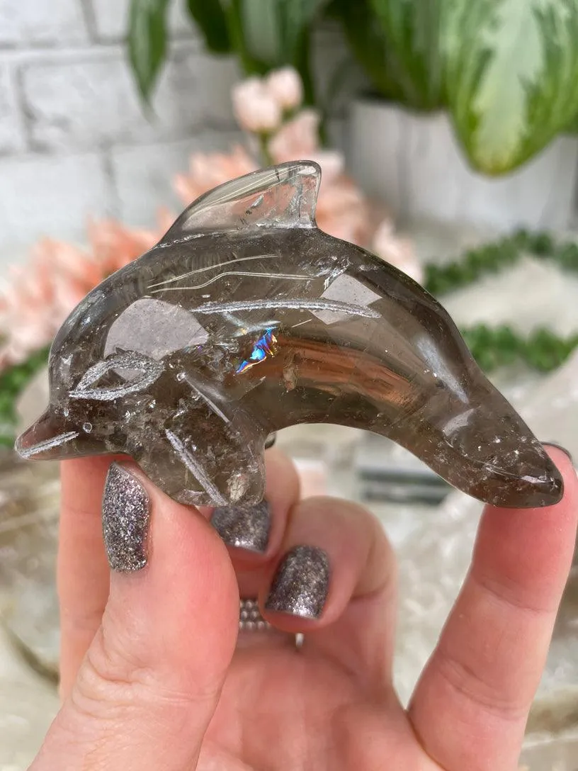 Dolphin Crystals